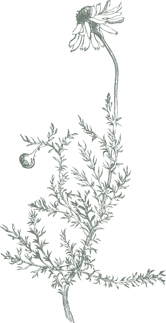 Outline drawing of Chamamile flower