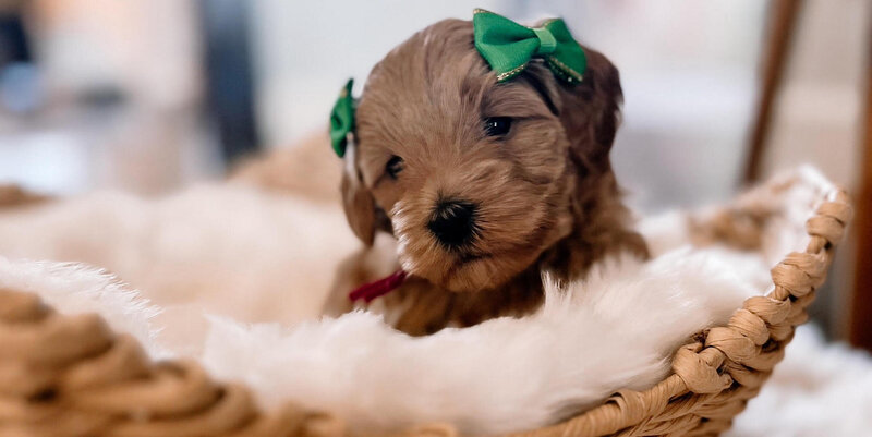Red goldendoodle puppy Texas breeding.