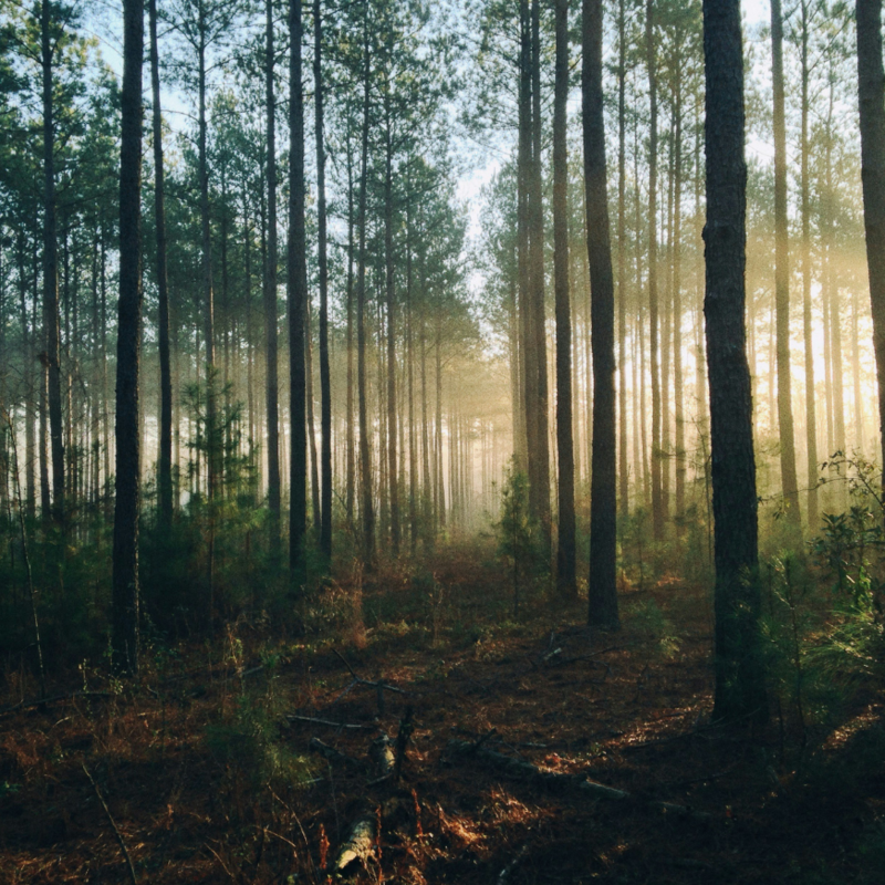 träd-i-svensk-skog-sol