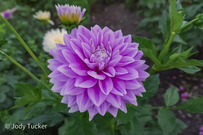 purple dahlia