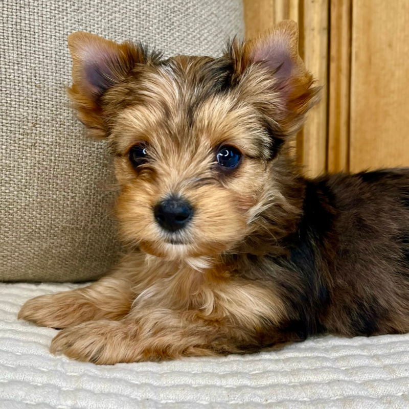 Cassiopeia-Heart-and-Home-Yorkies-La-Crosse-Wisconsin-3