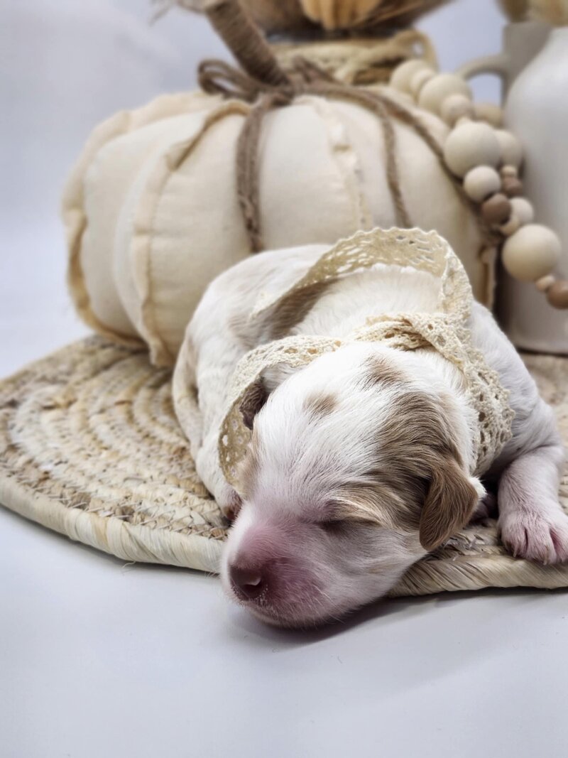 f1f92750-8db8-4a53-a2ad-f6c1371b1f20