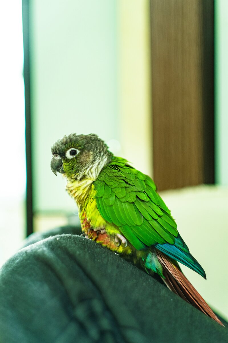 green parrot sitting in owner's lap