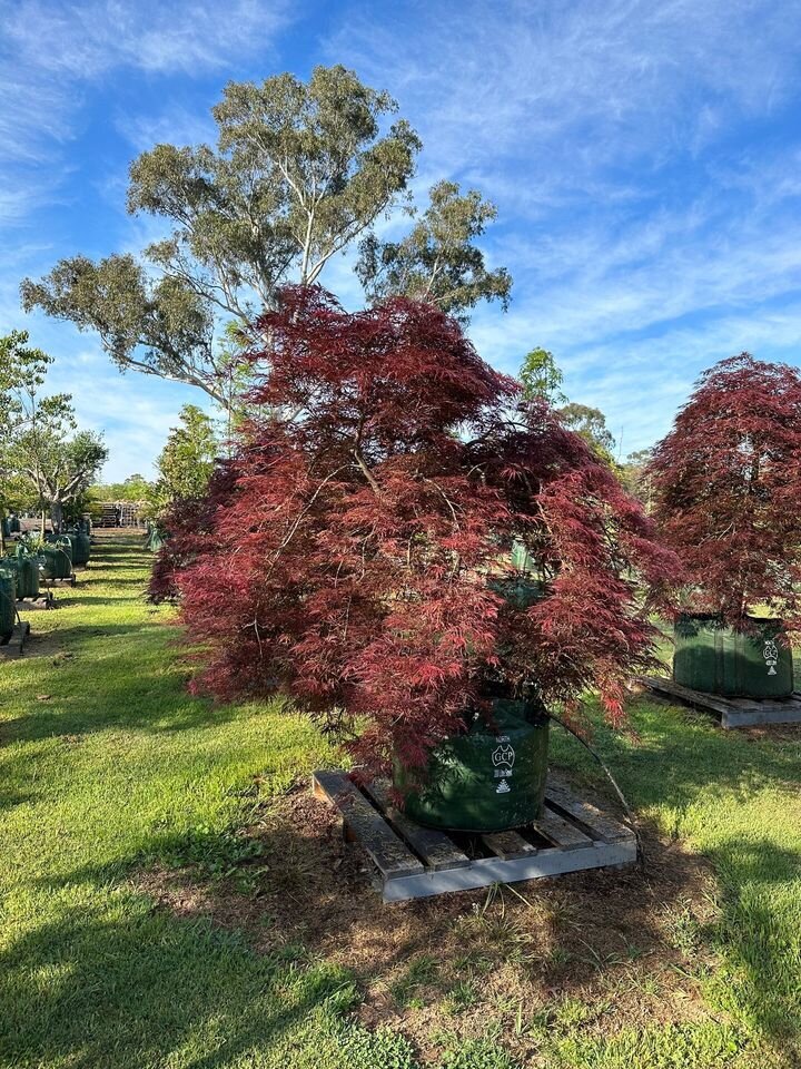 ACER PALMATUM DISSECTUM - RED WEEPING MAPLES MATURE TREE SYDNEY