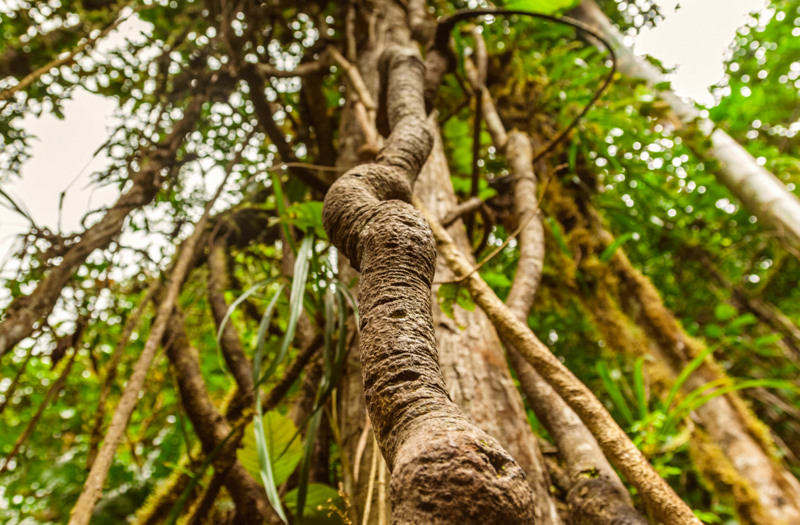 PLANTA-DE-Ayahuasca