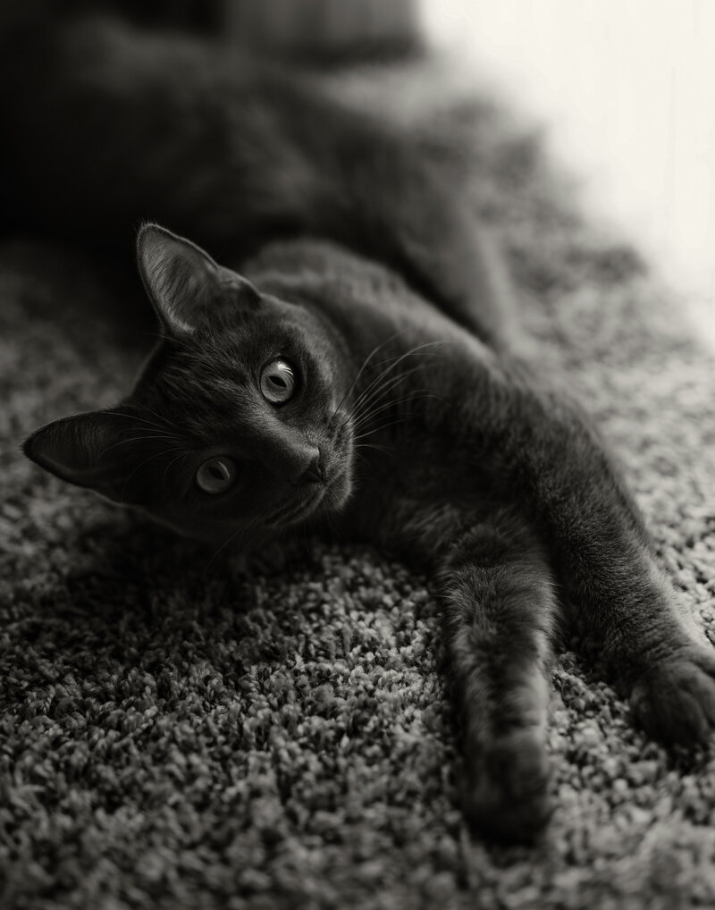 BWPrint3