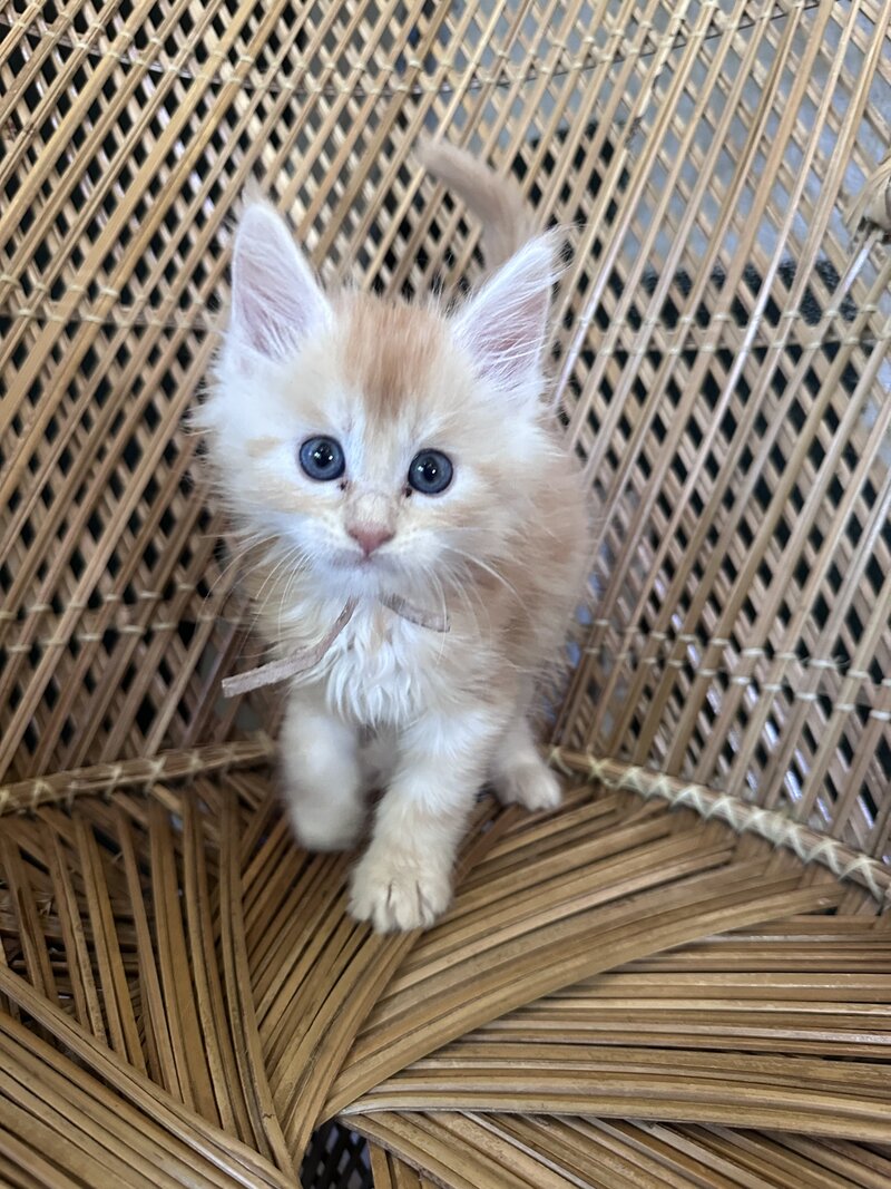 Playful boy Red Smoke Maine Coon Kitten.