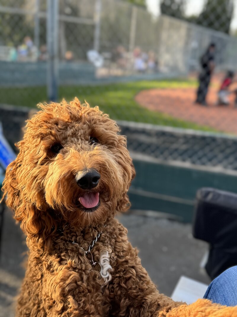 Deep red goldendoodle at a baseball game