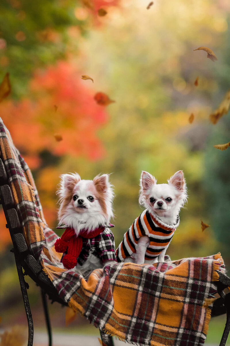 Dog and pet photographer Ottawa Canada (33)