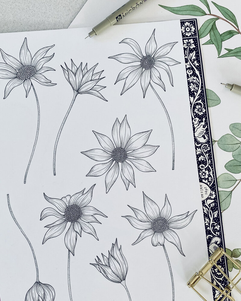 Flannel flowers copy