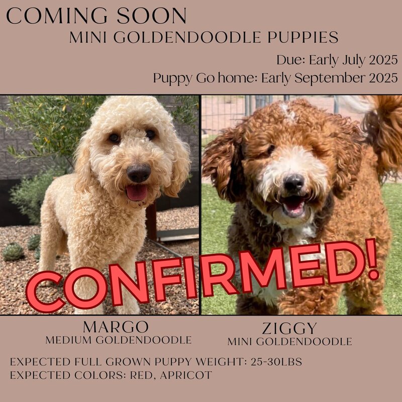 Margo_Ziggy 2025
