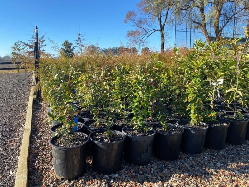 Acmena Smithii Minor - Lilly Pilly Common - Go Green Nurseries