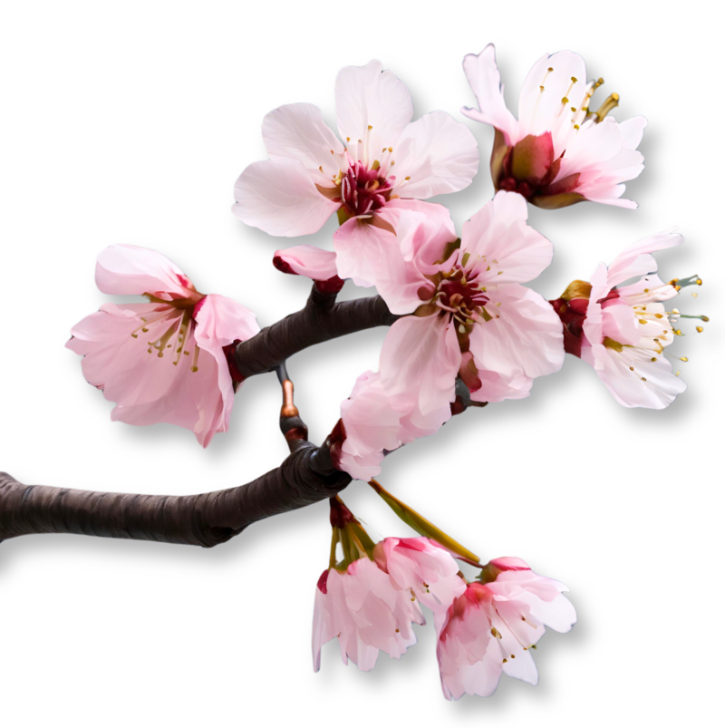 Cherry Blossom Branch