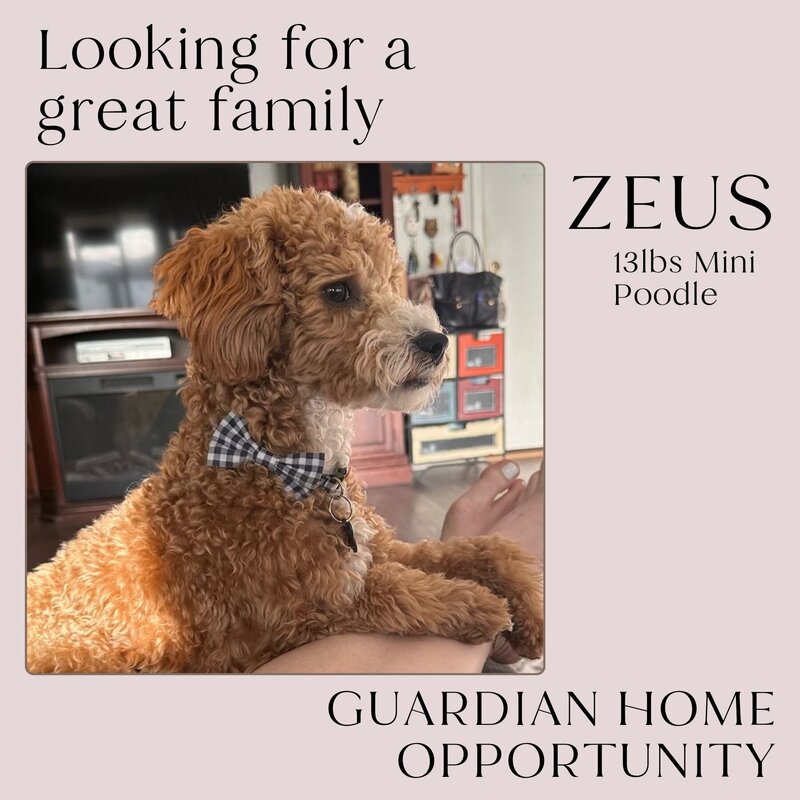 Guardian Home - Zeus