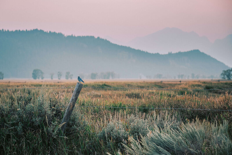 Mountain-Bluebird-Jackson-Hole-Fine-Art-Jenna-Boshart-Photography