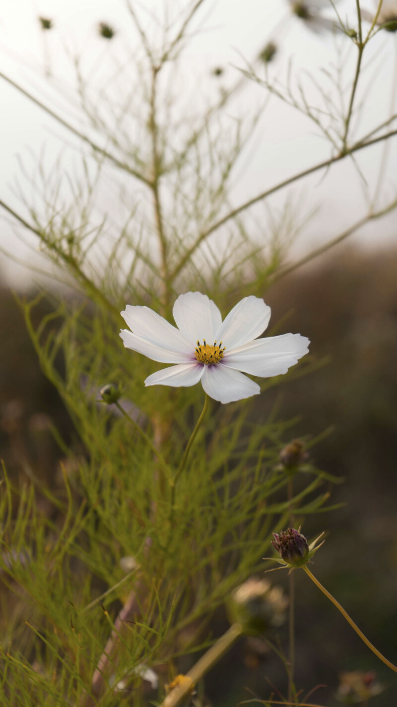 Flower in the desert