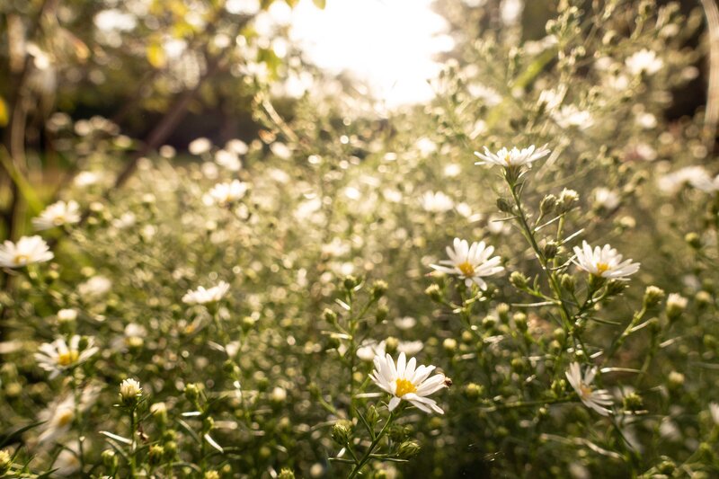 Horus paysages_Architecte paysagiste yvelines_Stanislas JUNG-34