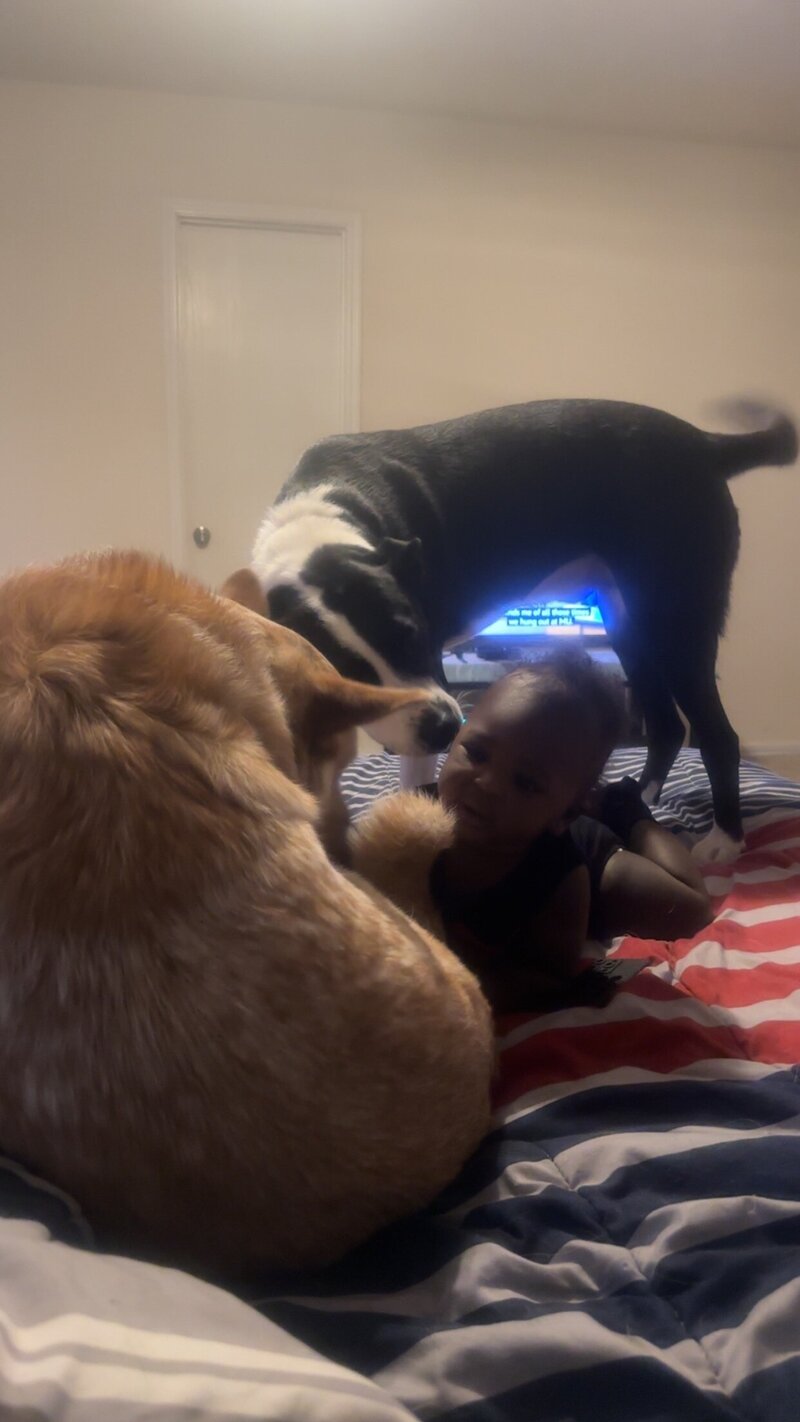 happy dogs with dog sitting and boarding business in fort worth texas