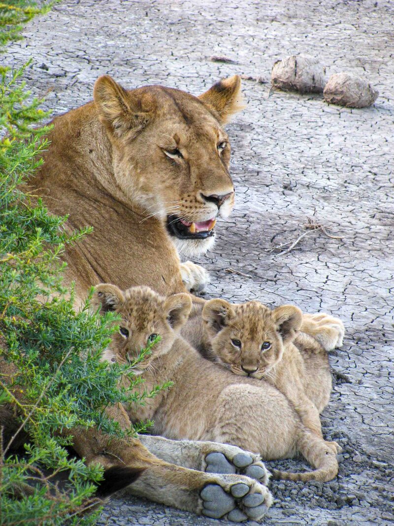 Lioness resting on cracked earth with her two cubs nestled beside her in Serengeti National Park ©Stephanie Dosch | theViatrix Tanzania Private Luxury Travel