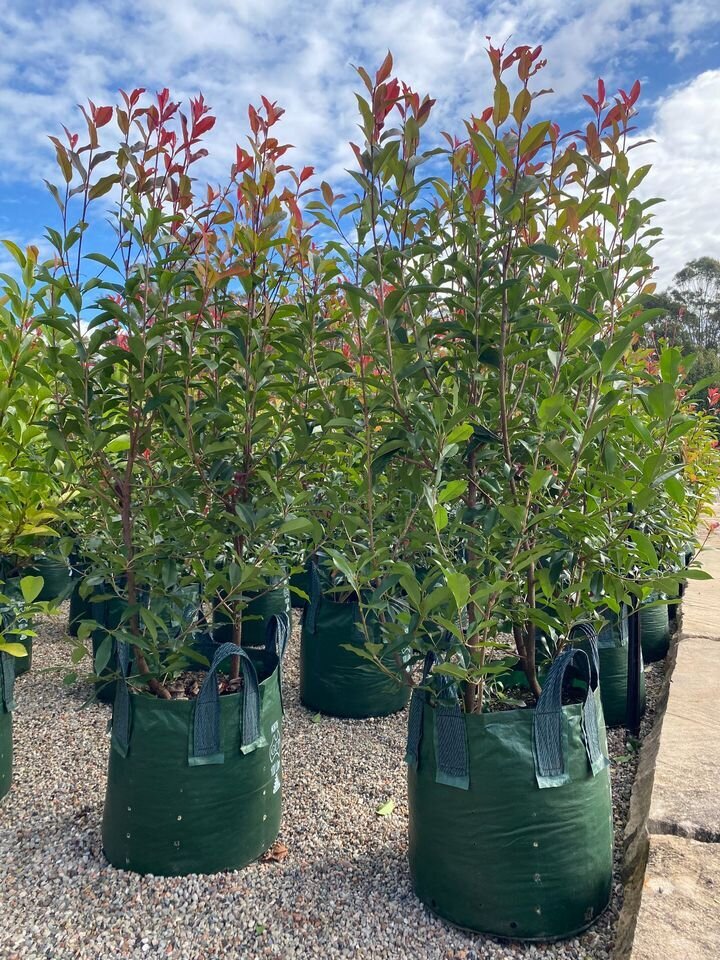 Photinia Red Robins - Photinia x Fraseri - Mature Hedges & Screens Sydney