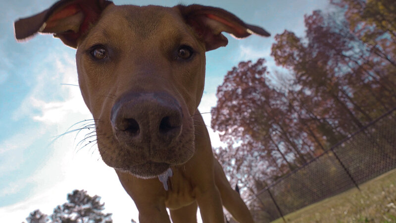 A ridgeback dog poses for his portraits in Richmond, Virginia.