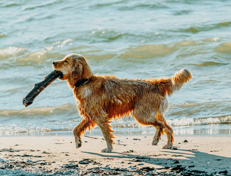 Mini Golden Retriever on beach with Stick in Santa Barbara, CA