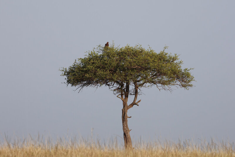 safariedited-345