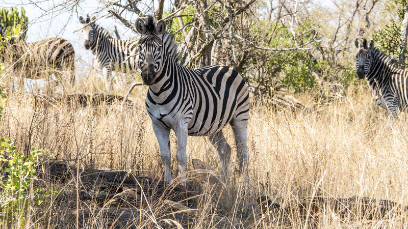 In the field with wild Zebras in Namibia with Omujeve Safaris and Raven 6 Studios