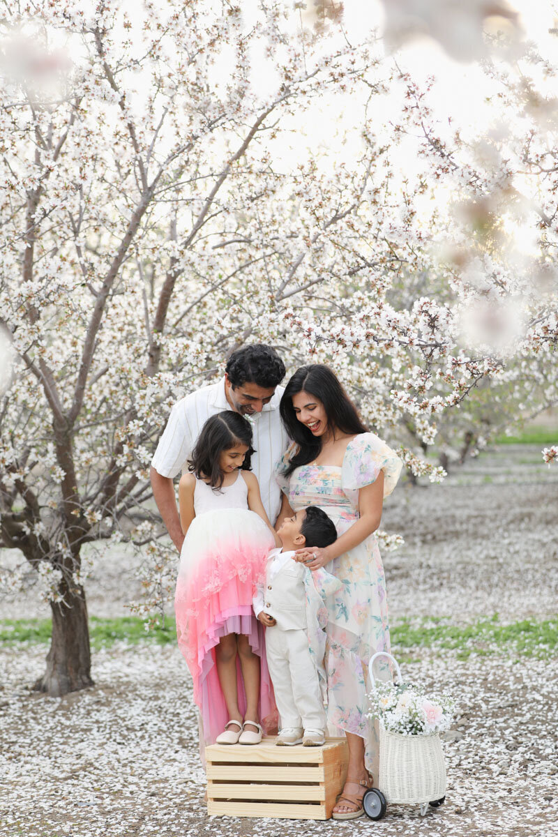 Family of four sharing smiles while gathered closely together during golden hour session in Bay Area almond orchard