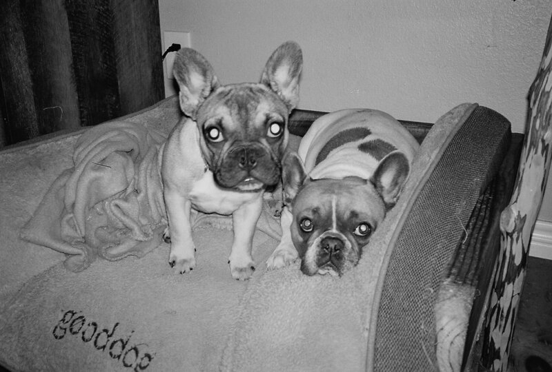 French Bulldog Puppies documented on film by French Bulldog Breeder in Tyler, Texas.