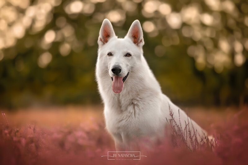 Een Zwitsere Witte Herder die stralend in de heide zit van Herperduin met zijn ogen gespitst kijkend naar de camera met zijn tong uit zijn bek