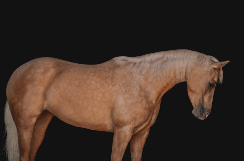Horse with Black Background