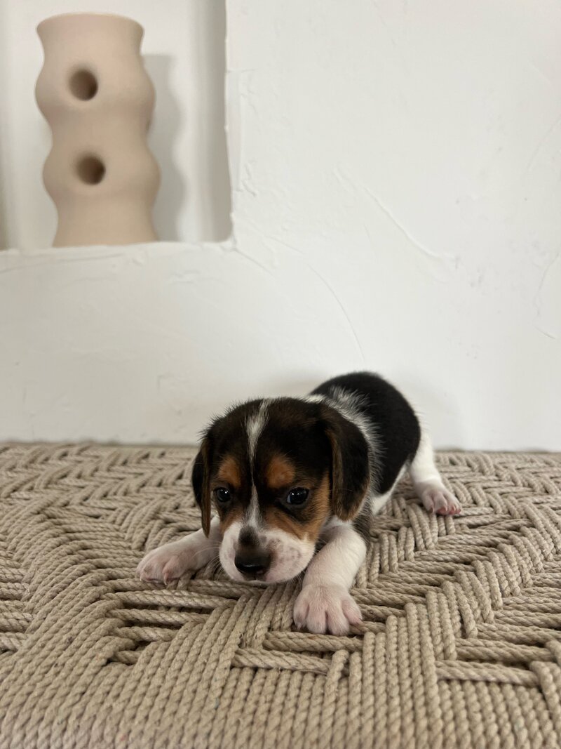 Pocket Beagle Puppies For Sale