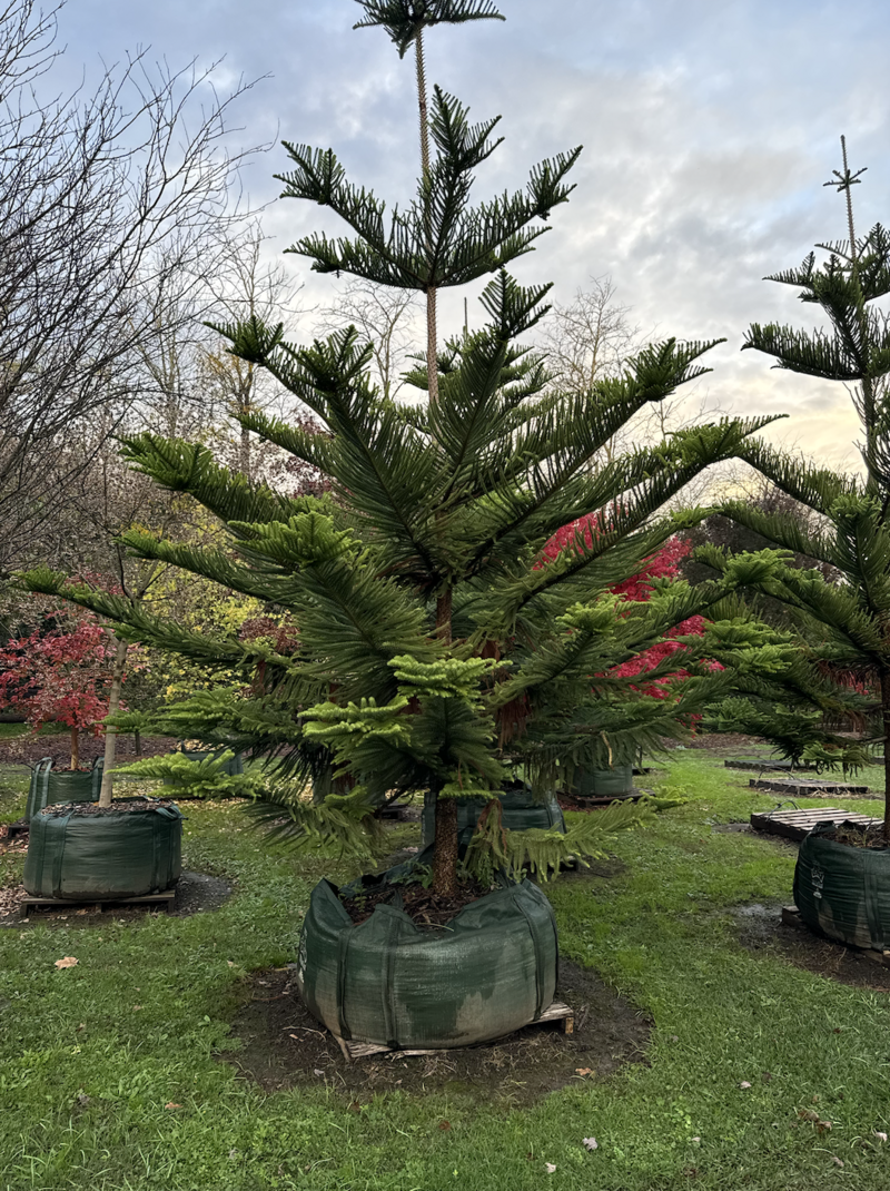 Mature ARAUCARIA HETEROPHYLLA - Norfolk Island Pine - Go Green Nurseries - Sydney Plant Nursery