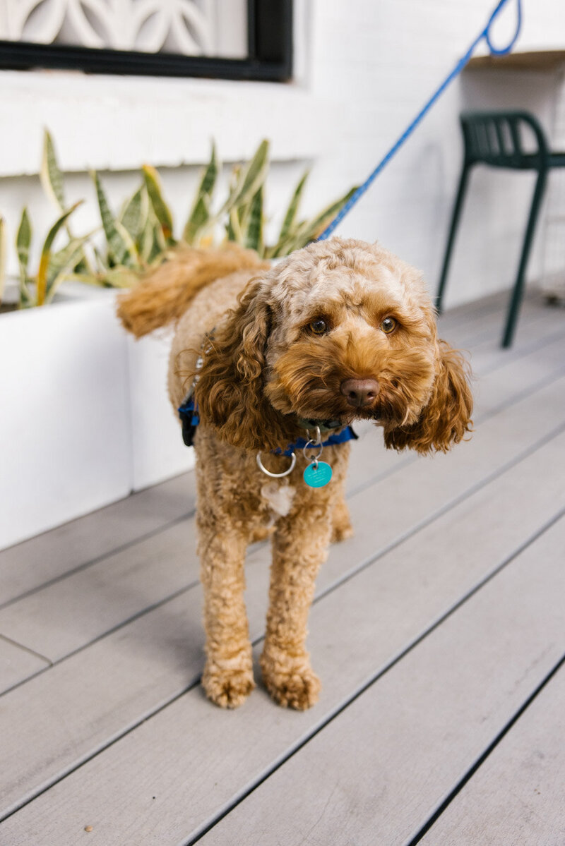 posy-flute-shop-web-6736