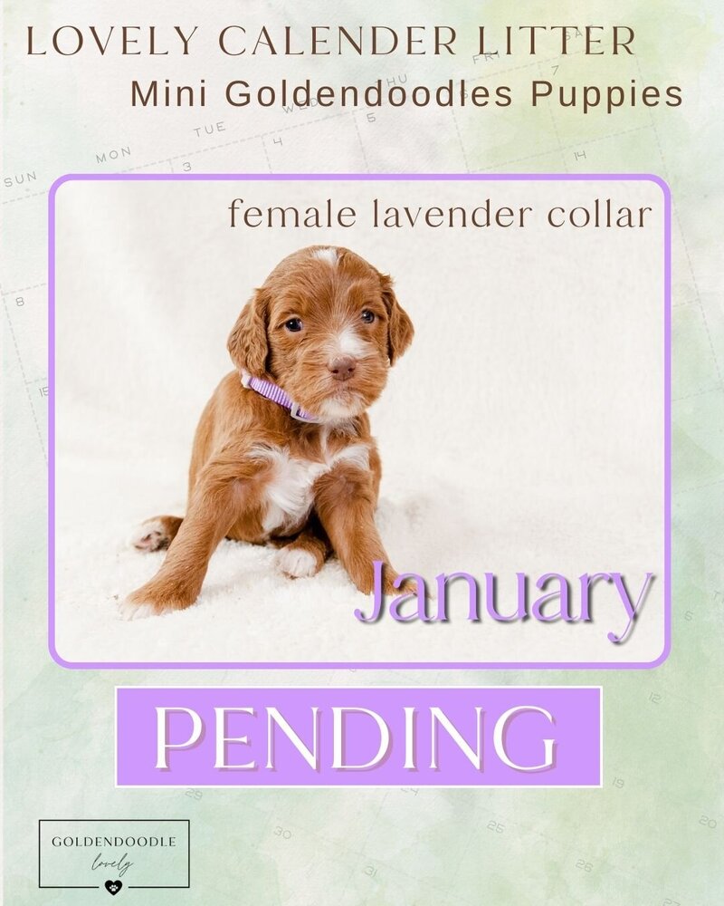 Calendar Lavender Jan Female