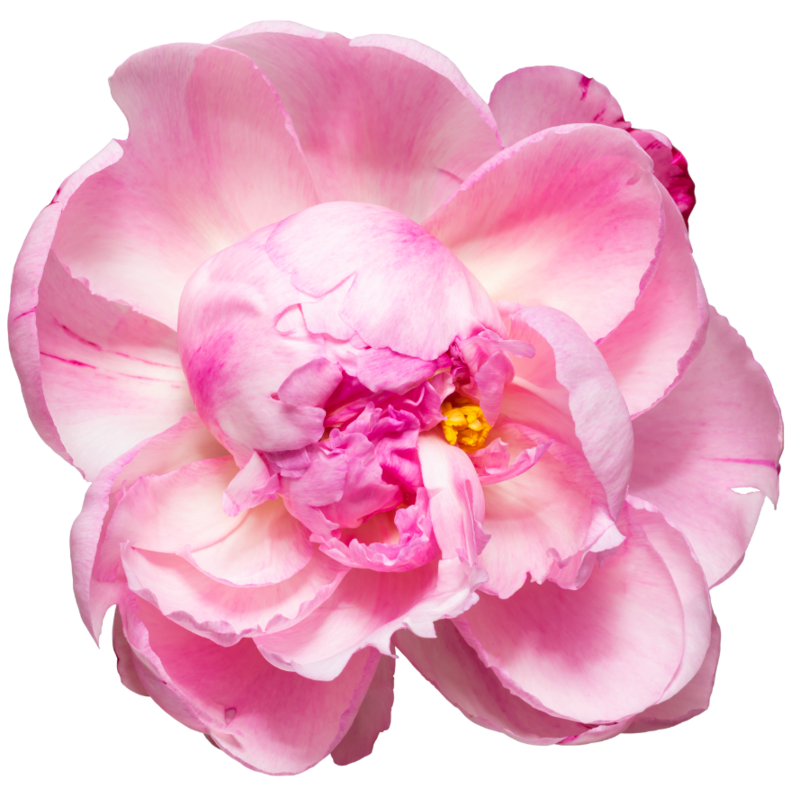 peony flower image - curriculum of  home life feng shui makeover with rodika tchi feng shui master vancouver bc canada