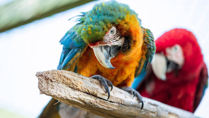necker-island-parrot-1