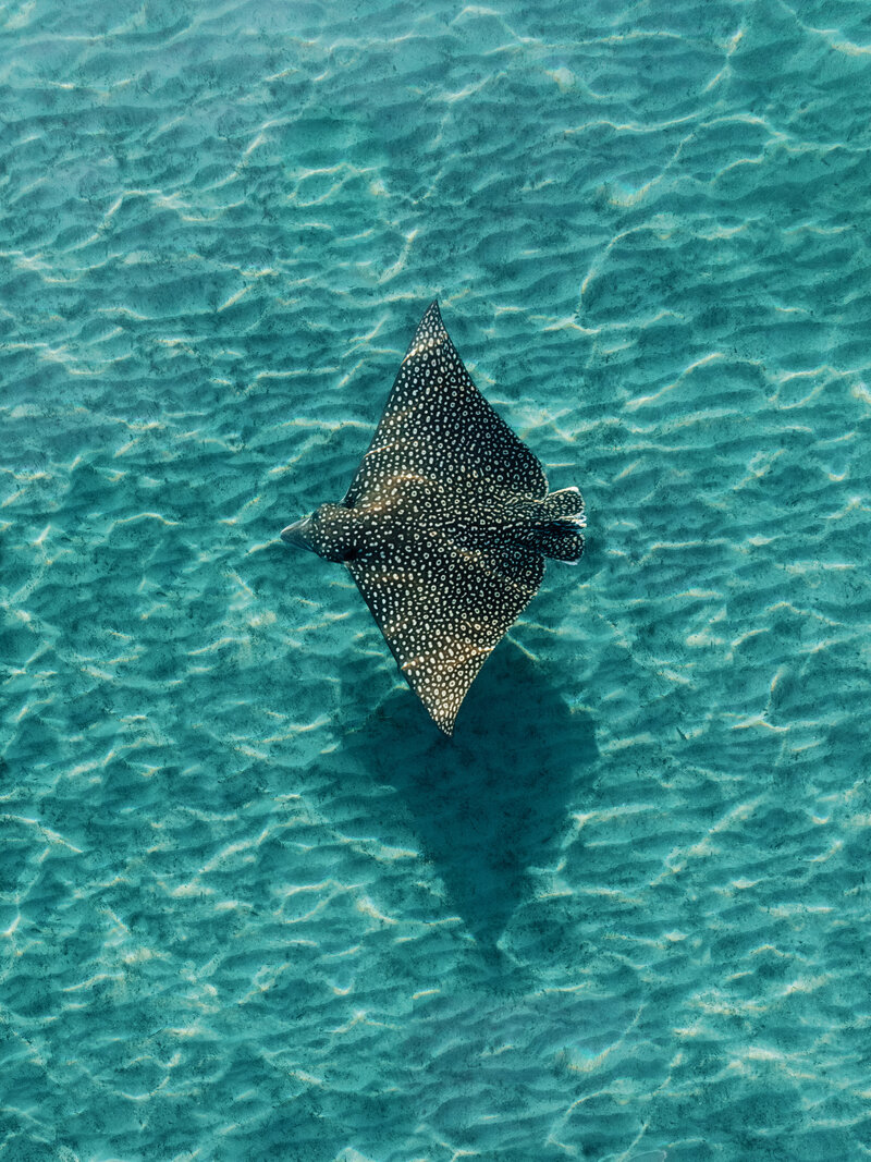 DJI_0303