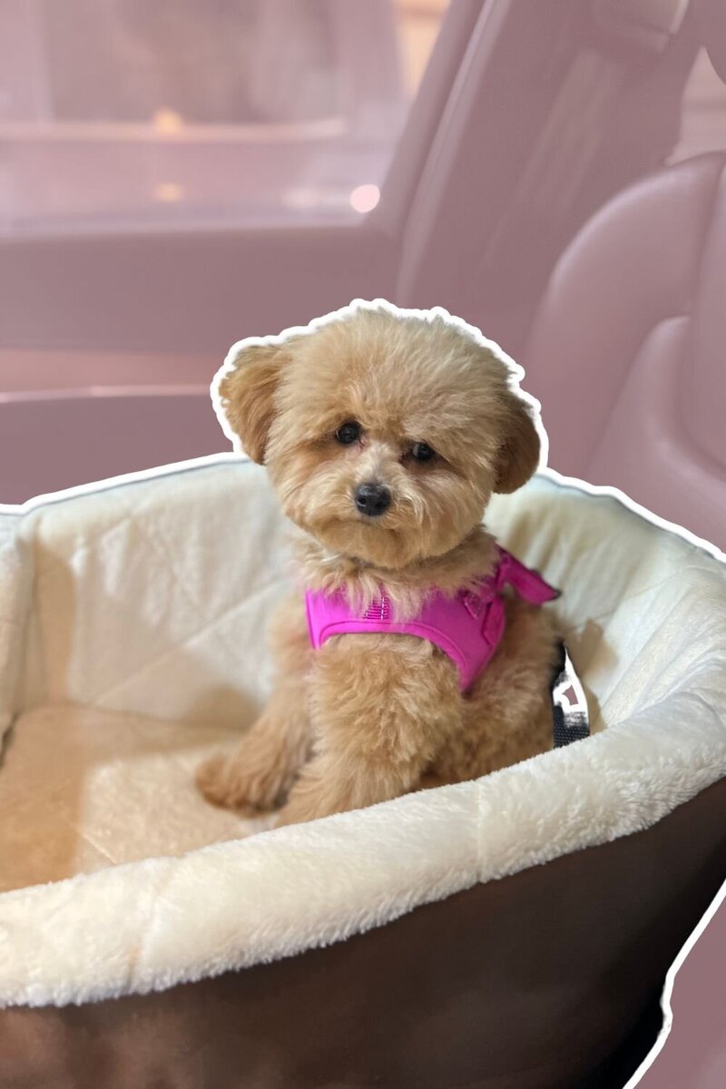 poppy the puppy of shanna from TS Financial