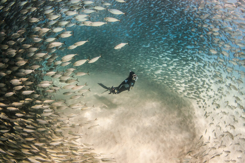 julie steelman underwater with a school of fish