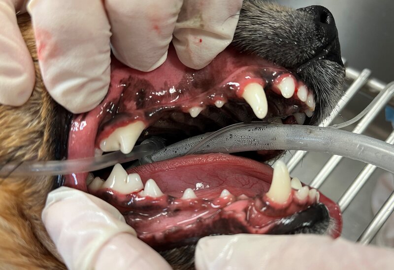 dental after