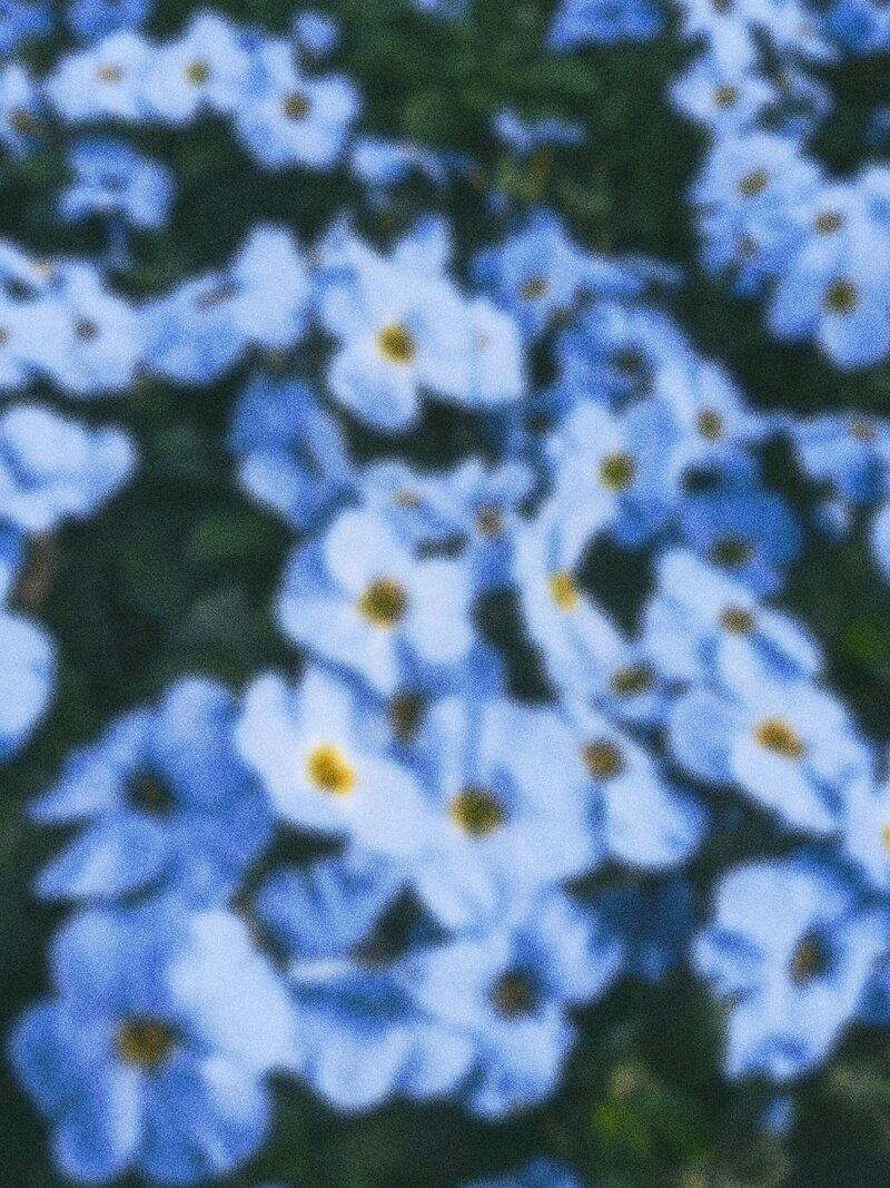 Grainy Floral Blooms
