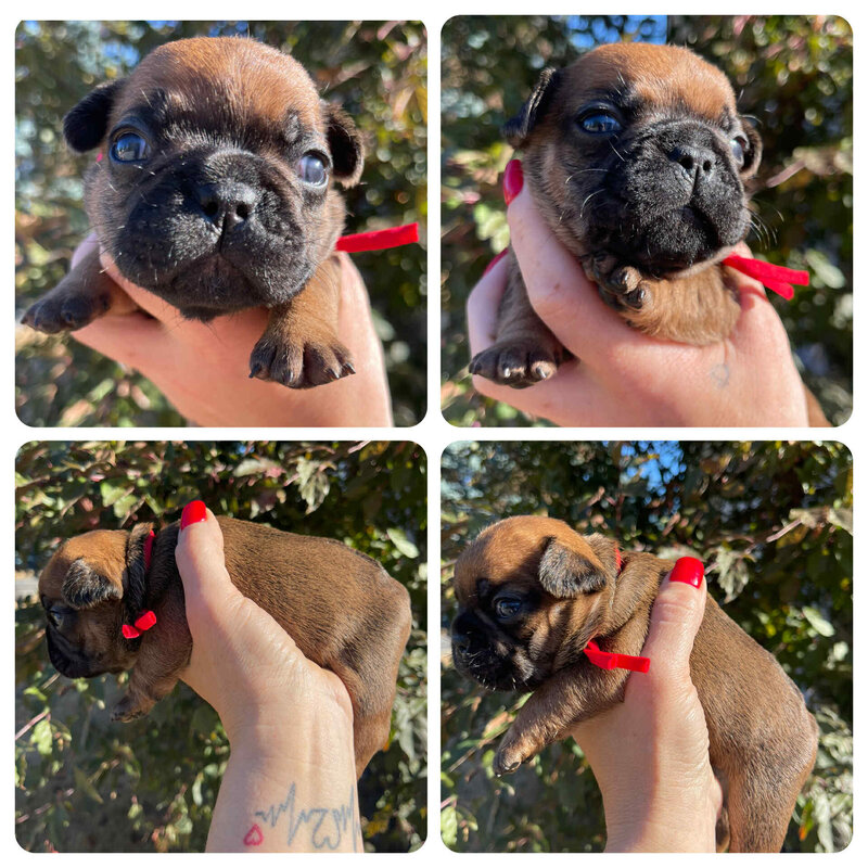 A male frenchie puppy with a red collar being held by Beloved Frenchies owner