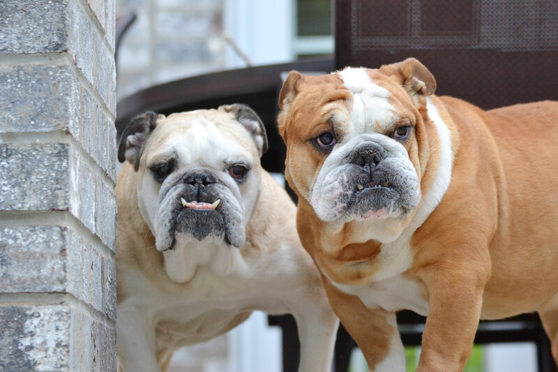 two bulldogs on the porch