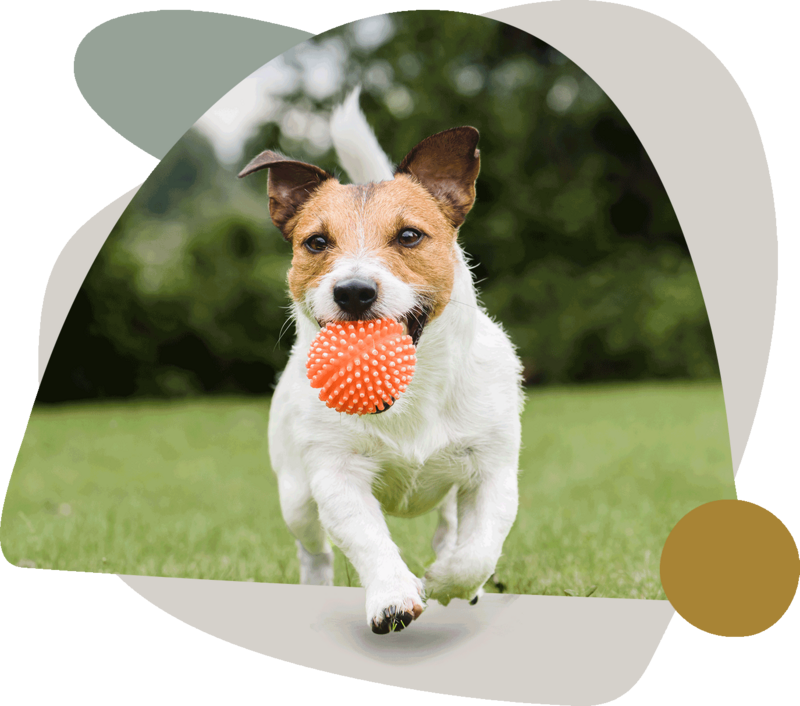 Dog running with a ball — Roxi & Co dog supplies, toys, and treats in Sioux Falls.