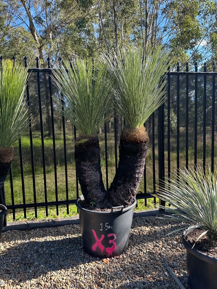 XANTHORRHOEA GLAUCA - Blue Grass Tree - Multi Trunk