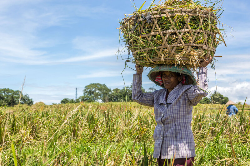 woman carrying lare basket on her head in Bali