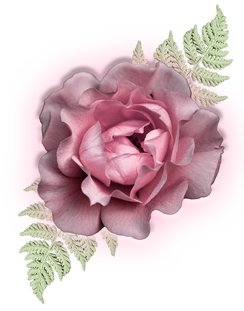 Glowing Pink Rose Representing Animal Communication Course