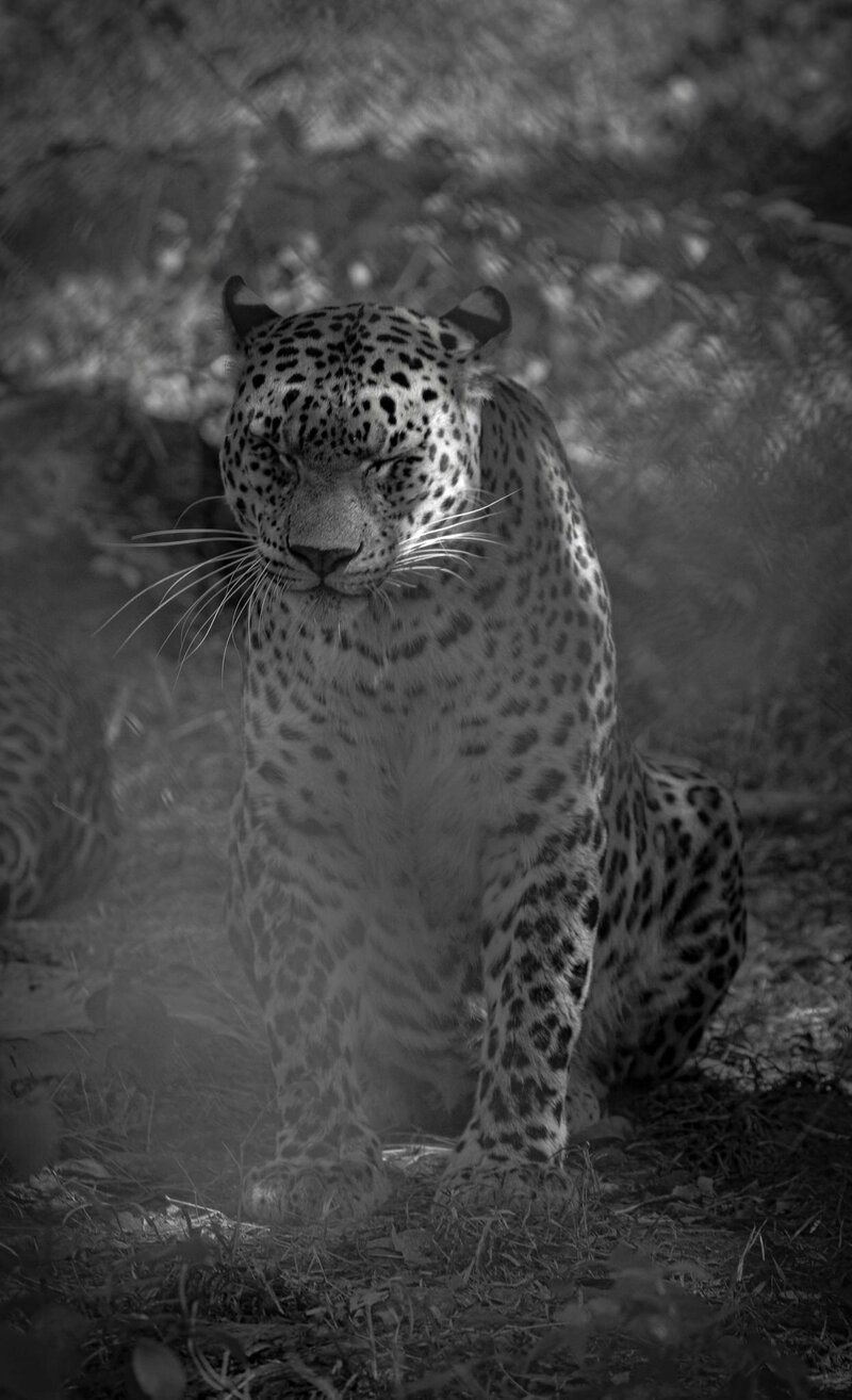 Journey Through Africa-10